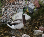 WestWood Ducks2013 012